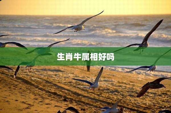 生肖牛属相好吗