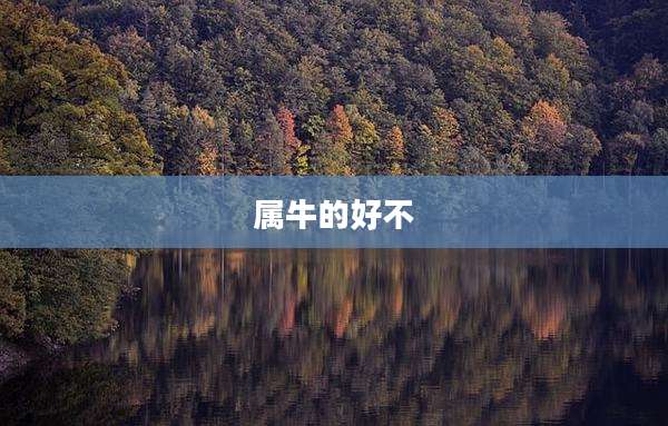 属牛的好不