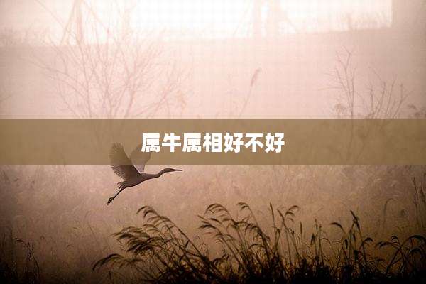 属牛属相好不好