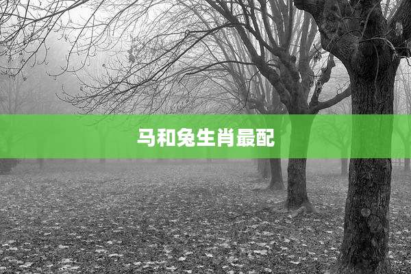 马和兔生肖最配