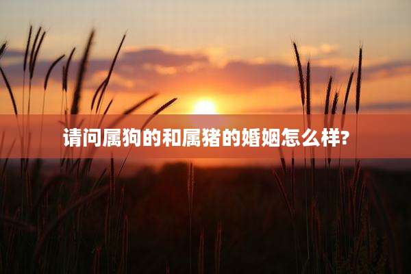 请问属狗的和属猪的婚姻怎么样?