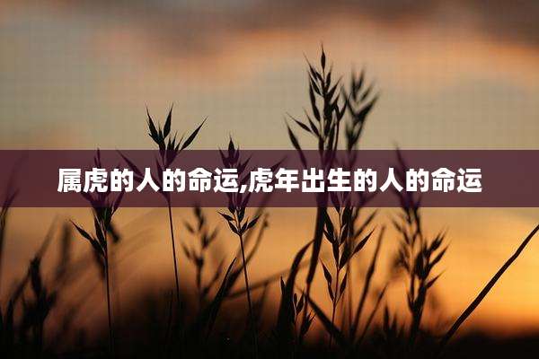 属虎的人的命运,虎年出生的人的命运
