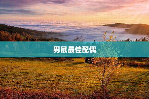 男鼠最佳配偶
