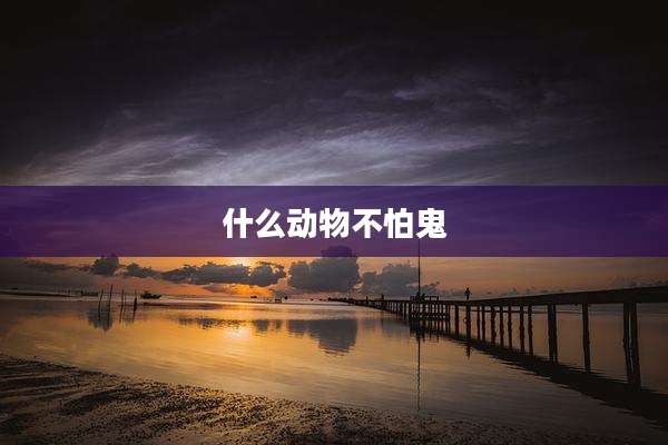 什么动物不怕鬼