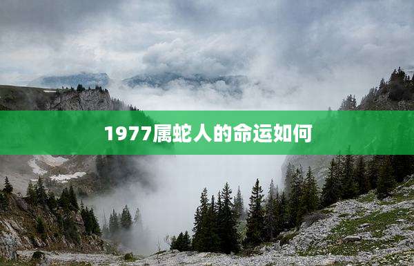 1977属蛇人的命运如何