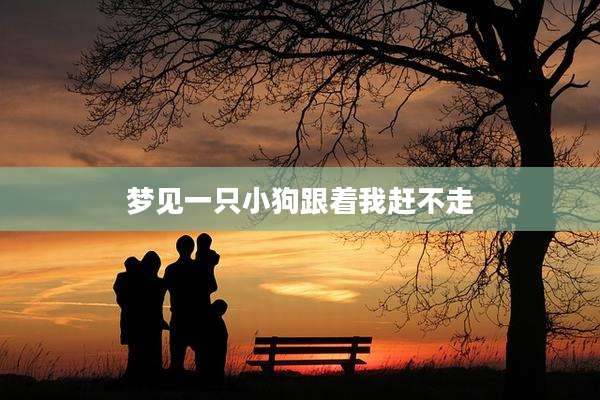 梦见一只小狗跟着我赶不走