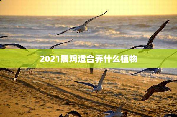 2021属鸡适合养什么植物