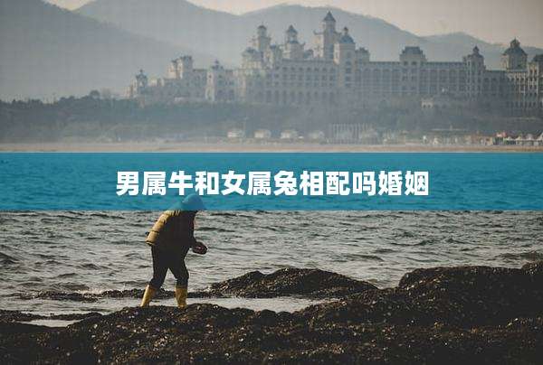 男属牛和女属兔相配吗婚姻