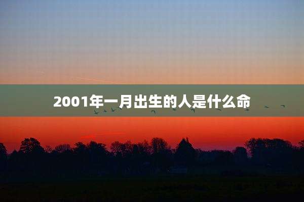 2001年一月出生的人是什么命