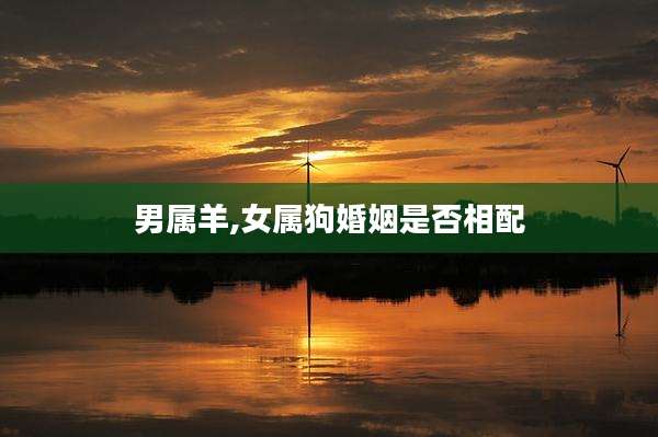 男属羊,女属狗婚姻是否相配