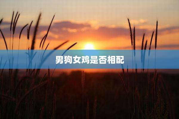 男狗女鸡是否相配