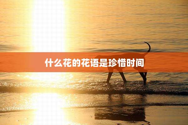 什么花的花语是珍惜时间