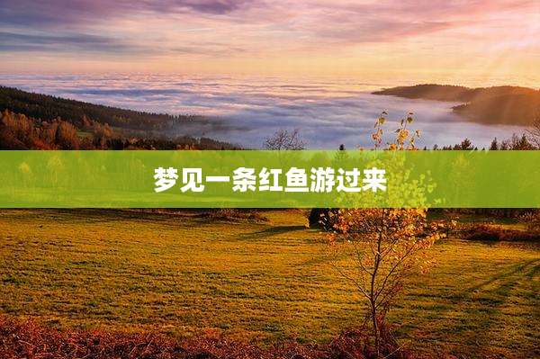梦见一条红鱼游过来