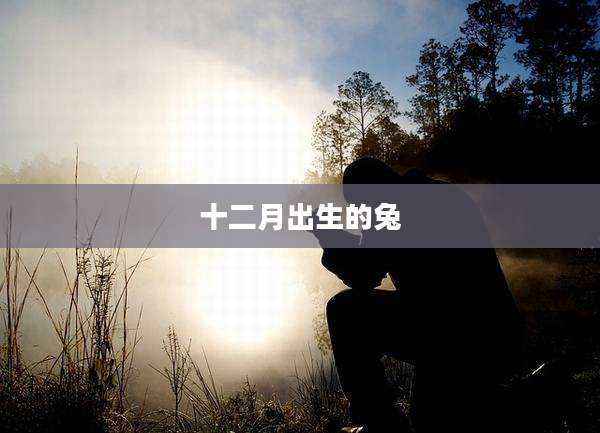 十二月出生的兔
