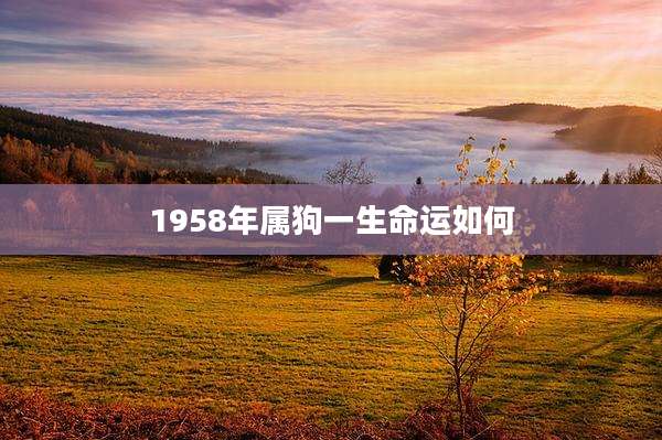 1958年属狗一生命运如何