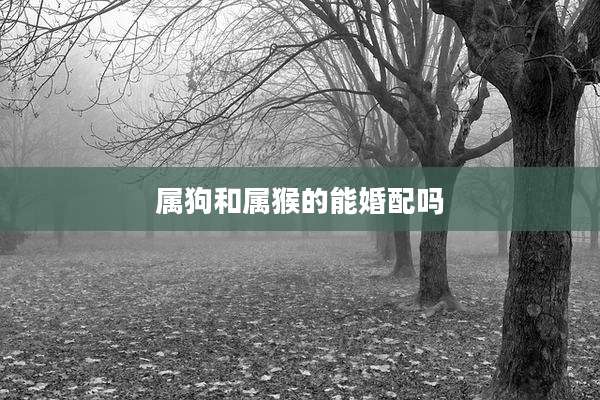 属狗和属猴的能婚配吗