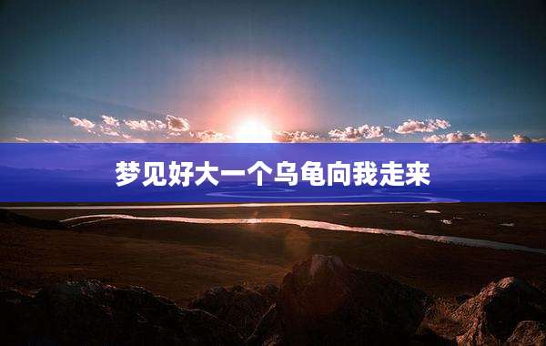 梦见好大一个乌龟向我走来