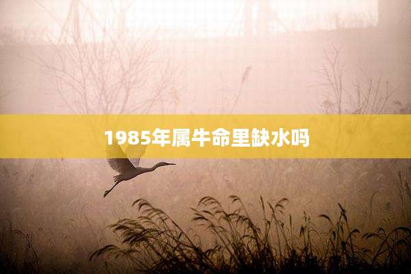 1985年属牛命里缺水吗