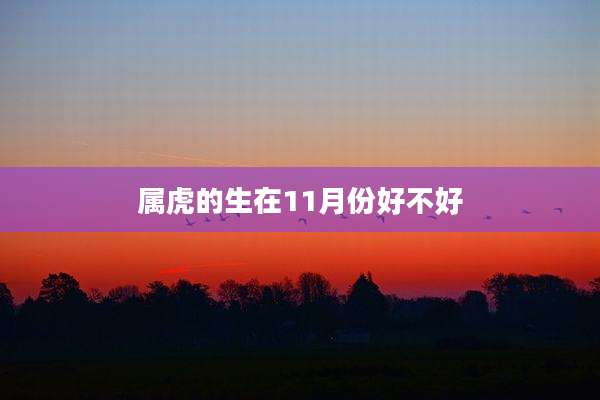 属虎的生在11月份好不好