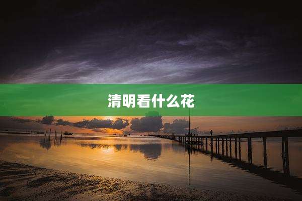 清明看什么花