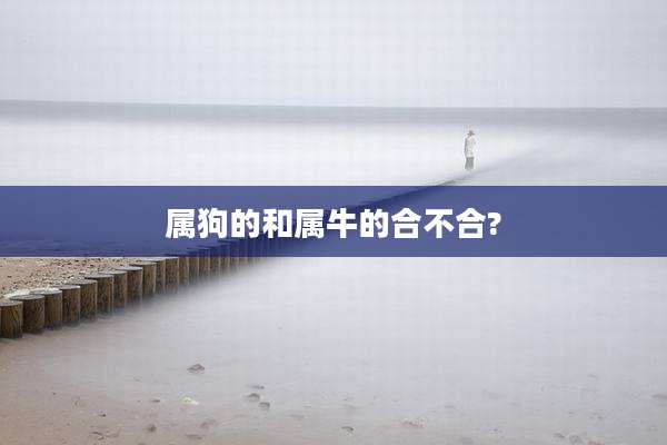 属狗的和属牛的合不合?