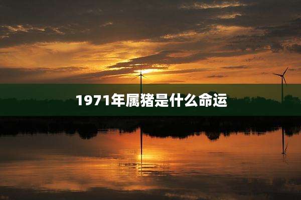 1971年属猪是什么命运