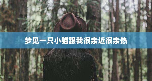 梦见一只小猫跟我很亲近很亲热