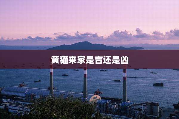 黄猫来家是吉还是凶