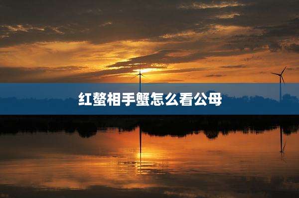 红螯相手蟹怎么看公母
