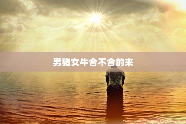 男猪女牛合不合的来