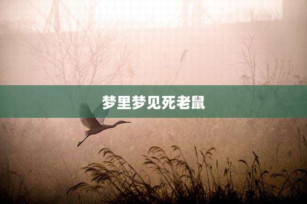 梦里梦见死老鼠