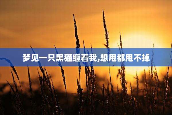 梦见一只黑猫缠着我,想甩都甩不掉