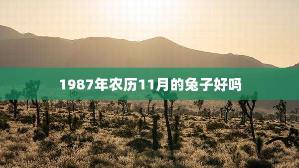 1987年农历11月的兔子好吗