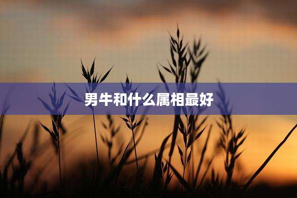 男牛和什么属相最好