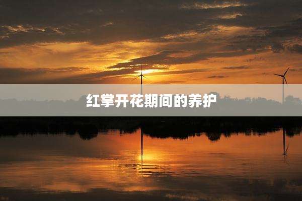 红掌开花期间的养护