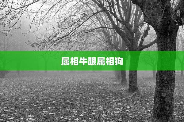 属相牛跟属相狗