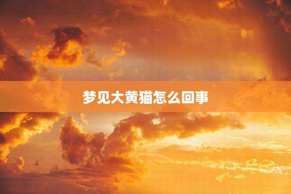 梦见大黄猫怎么回事