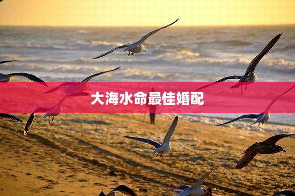 大海水命最佳婚配