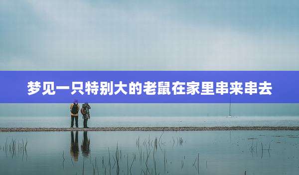 梦见一只特别大的老鼠在家里串来串去