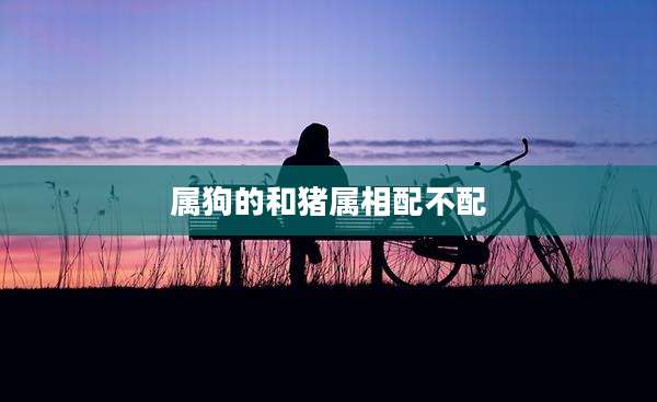 属狗的和猪属相配不配
