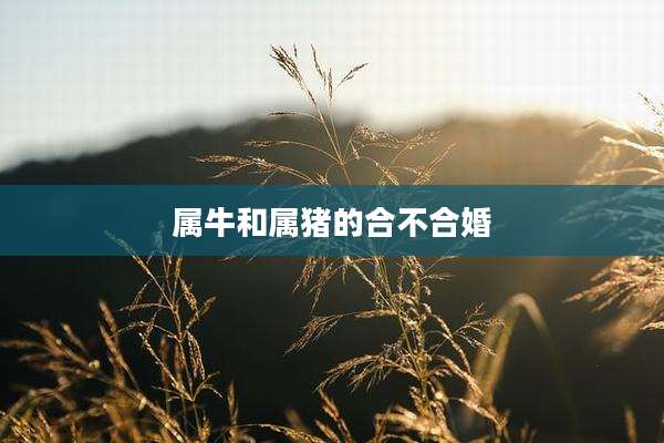 属牛和属猪的合不合婚