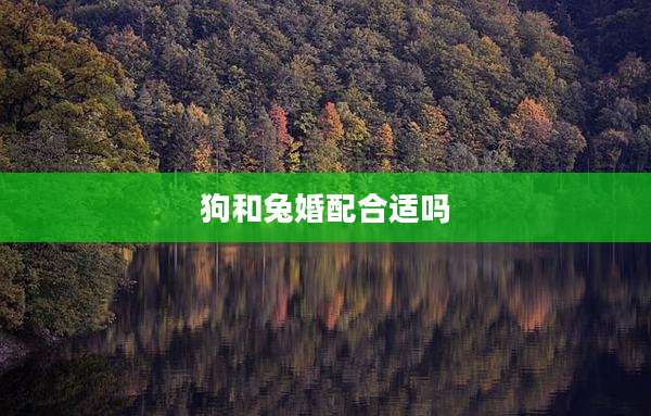 狗和兔婚配合适吗