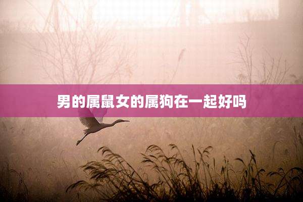 男的属鼠女的属狗在一起好吗