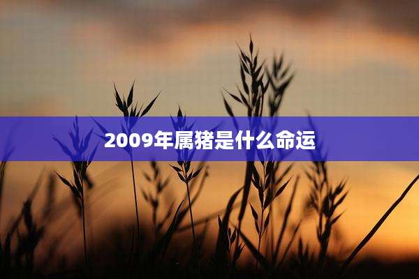 2009年属猪是什么命运