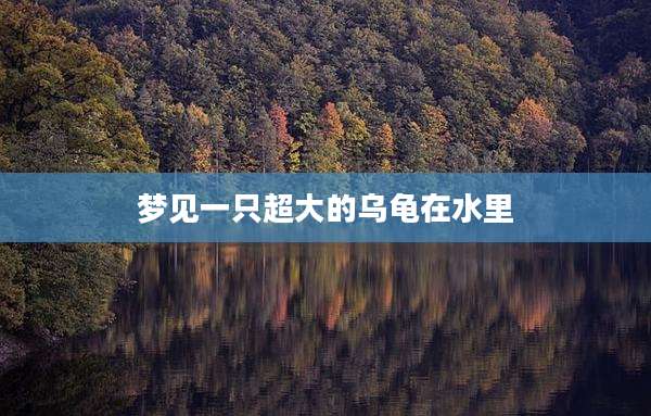 梦见一只超大的乌龟在水里