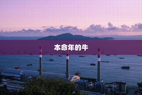 本命年的牛