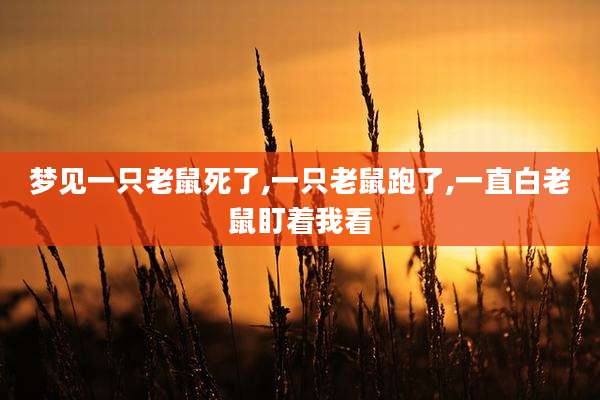 梦见一只老鼠死了,一只老鼠跑了,一直白老鼠盯着我看