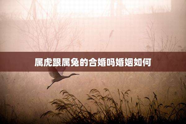 属虎跟属兔的合婚吗婚姻如何