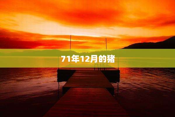 71年12月的猪