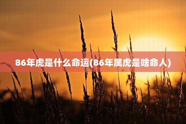 86年虎是什么命运(86年属虎是啥命人)